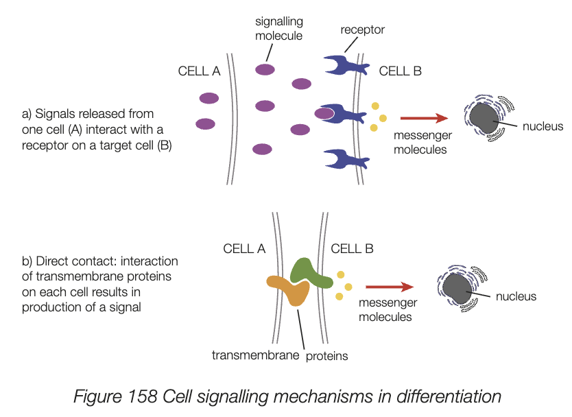 <ul><li><p>signal molecules released from one cell bind to surface cell receptors on target cells nearby and the signal molecules act to regualte genes in nucleus</p></li><li><p>interaction of membrane proteins on cells initiates signal molecules. signal molecules include transcription factors</p></li><li><p>cell signalling mechanisms in differentiation </p></li></ul><p></p>