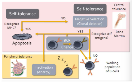 <ul><li><p><span style="background-color: transparent;">Similar except recognition of MHC by B cell receptor will result in apoptosis</span></p></li><li><p><span style="background-color: transparent;">Recognition of MHC molecules would indicate that a B cell is autoreactive</span></p><ul><li><p><span style="background-color: transparent;">Problem because all nucleated cells in body express MHC</span></p></li></ul></li><li><p><span style="background-color: transparent;">While B cells do undergo limited negative selection within the red bone narrow, autoreactive B cells can be induced to change their BCR</span></p></li><li><p><span style="background-color: transparent;">In effect they undergo second round of somatic recombination</span></p></li><li><p><span style="background-color: transparent;">If successful, B cells contribute to working population</span></p></li><li><p><span style="background-color: transparent;">For most part anergy is main mechanism for preventing B cell mediated autoimmune responses if autoreactive B cells make their way out of the bone marrow</span></p></li></ul><p></p>