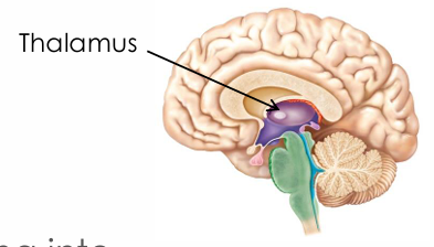 <ul><li><p>Relay station for information entering the cerebral cortex</p></li></ul><p></p>