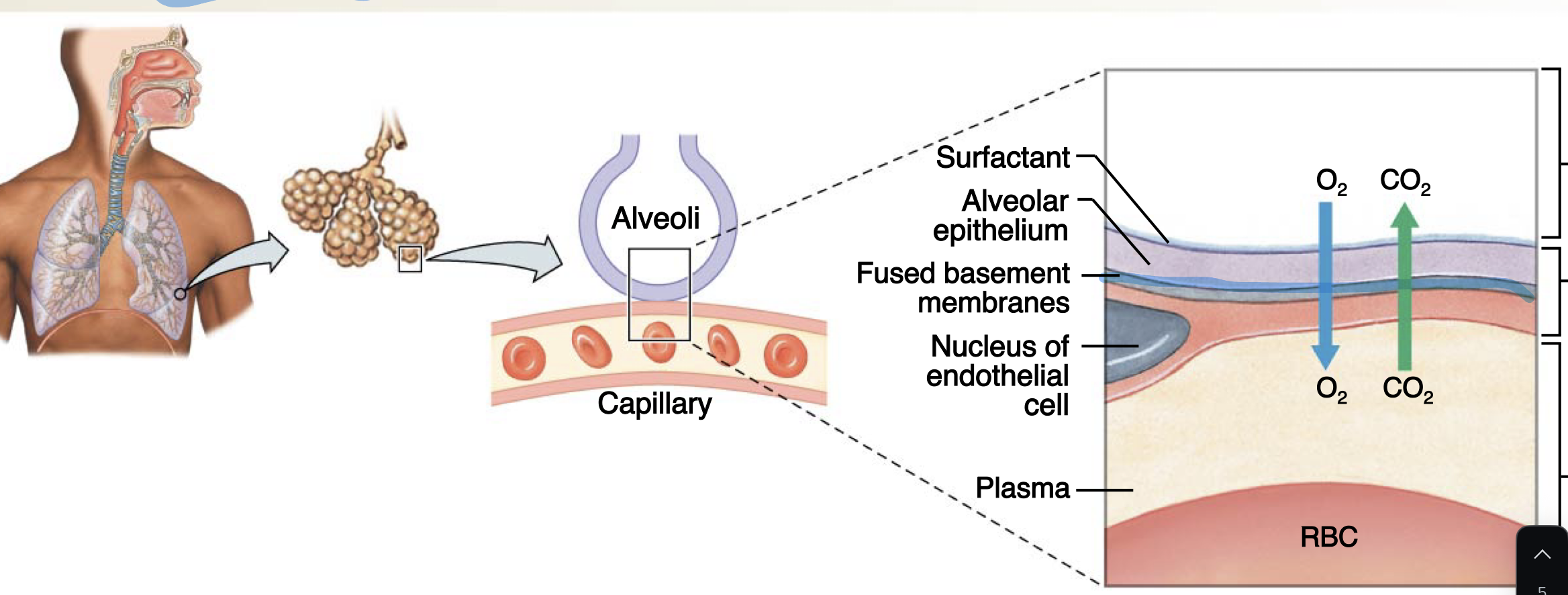 <p>diffusion barrier</p><p>made of </p><ul><li><p>alveolar air space (with <em>surfactant</em>)</p></li><li><p>Alveolar epithelium</p></li><li><p>Fused basement membranes</p></li><li><p>Endothelial cell nucleus</p></li><li><p>Plasma</p></li><li><p>Red Blood Cell (RBC)</p></li></ul><p></p>