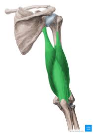 <p>Extends the forearm</p>