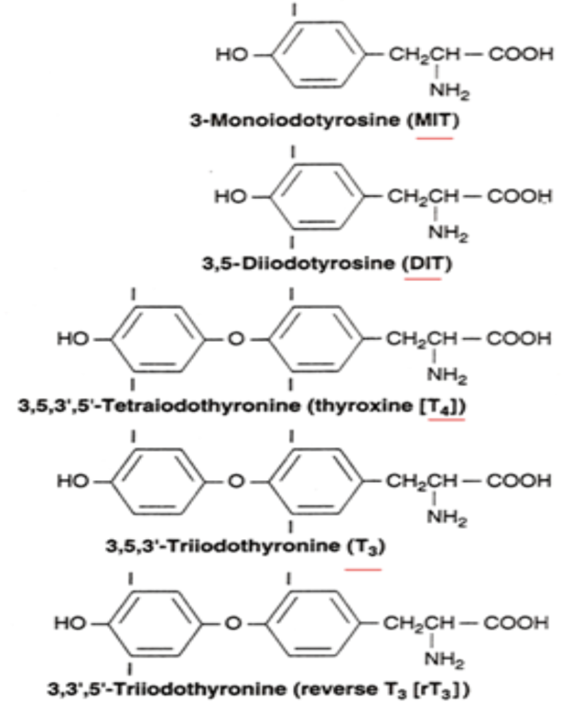 <ul><li><p><span style="background-color: transparent;">Heavily involves <u>dietary iodine</u> (i.e., iodized salt) uptake</span></p><ul><li><p><span style="background-color: transparent;">At any given time, the thyroid has <u>20-50x the iodine concentration</u> (like a storage house) <u>as plasma</u></span></p></li><li><p><span style="background-color: transparent;">A lot of energy is needed to take up iodine, so the process recycles and scavenges anything in the thyroid that isn’t released as thyroid hormones</span></p></li></ul></li><li><p><span style="background-color: transparent;">Tyrosine is a major building block that gets iodinated in the process into <strong>T<sub>4</sub> (thyroxine, 80%) as the primary product</strong>, followed by <strong>T<sub>3</sub> (20%)</strong></span></p></li></ul><p></p>