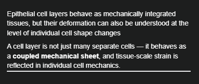 <p>Epithelial cell layers behave as mechanically integrated tissues, but their deformation can also be understood at the level of individual cell shape changes</p>