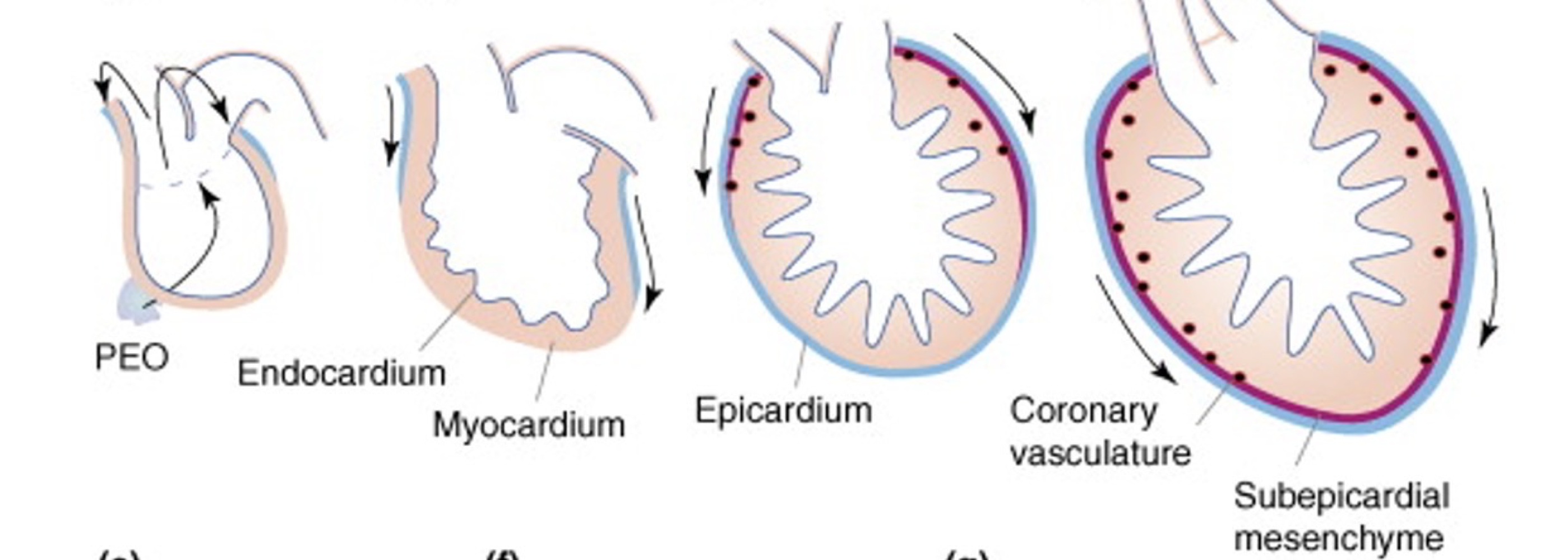 <ul><li><p>When tubular heart elongates and then forms the dilations.</p></li></ul><p></p>