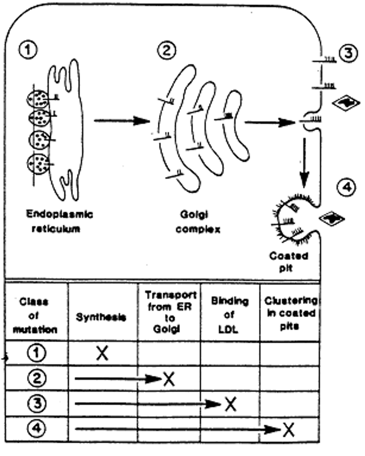 <p>Familial Hypercholesterolemia </p>