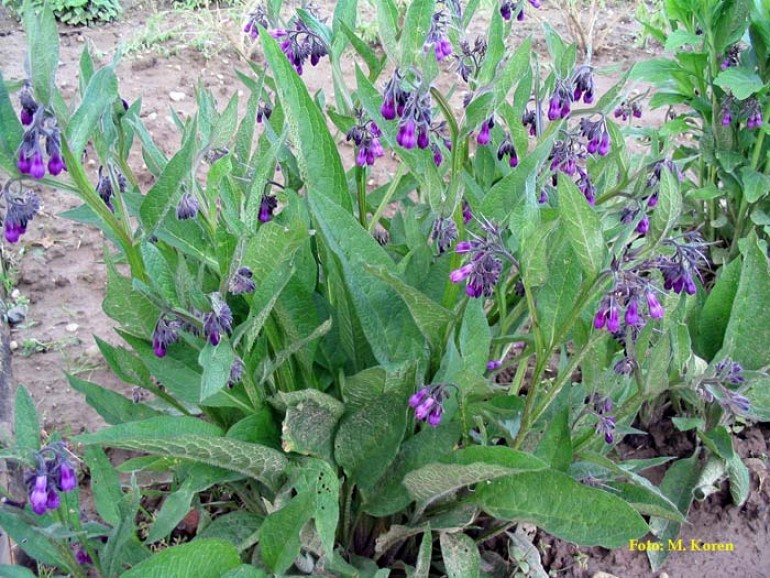 <p>Navadni gabez-Symphytum officinale</p>