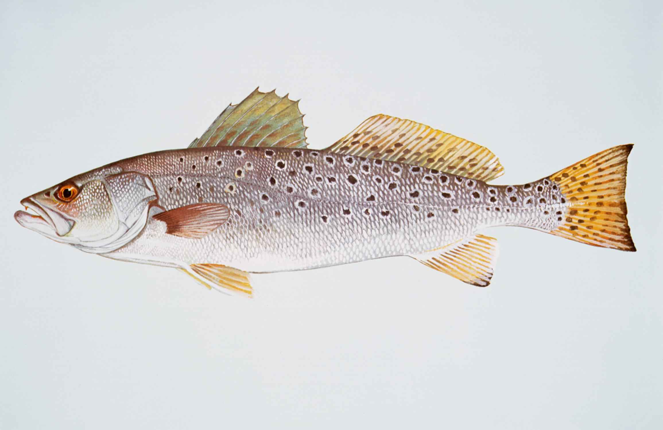 <ul><li><p><span style="background-color: transparent;">Drum family; Very distinctive black spots <strong>all the way to caudal tail and through, and on dorsal fins. spots across the sea, versus its weak brother</strong></span></p></li><li><p><span style="background-color: transparent;">Big pointy teeth</span></p></li></ul><p></p>