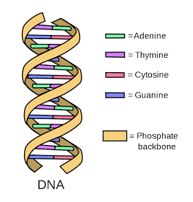 <p>nitrogen bases held together by hydrogen bonds</p>