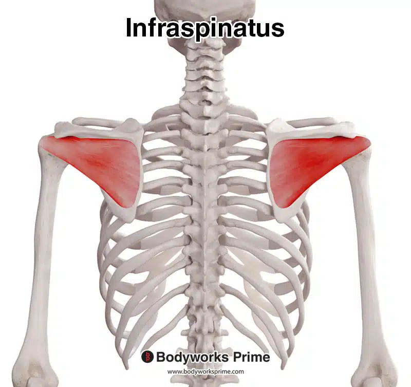 <p>Infraspinatus</p>