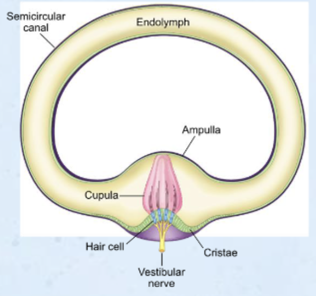 <p><strong>Explain how the semicircular canals are related to maintaining balance (e.g., with head movement) and what causes action potentials in vestibular nerve axons (include the ampulla, cupula, cristae, and hair cells)</strong></p>