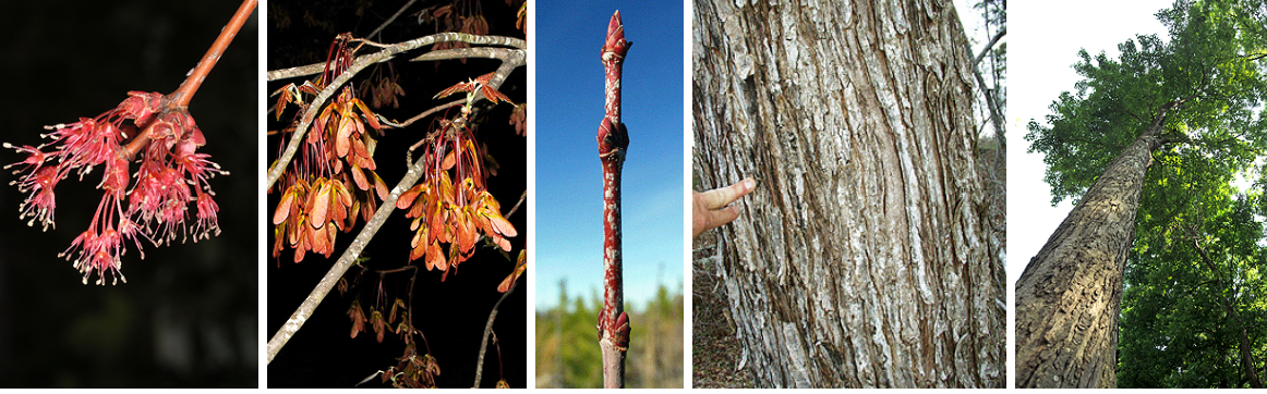 <p>red pediole, small rounded yellowish bud, red flowers, flaky bark</p>