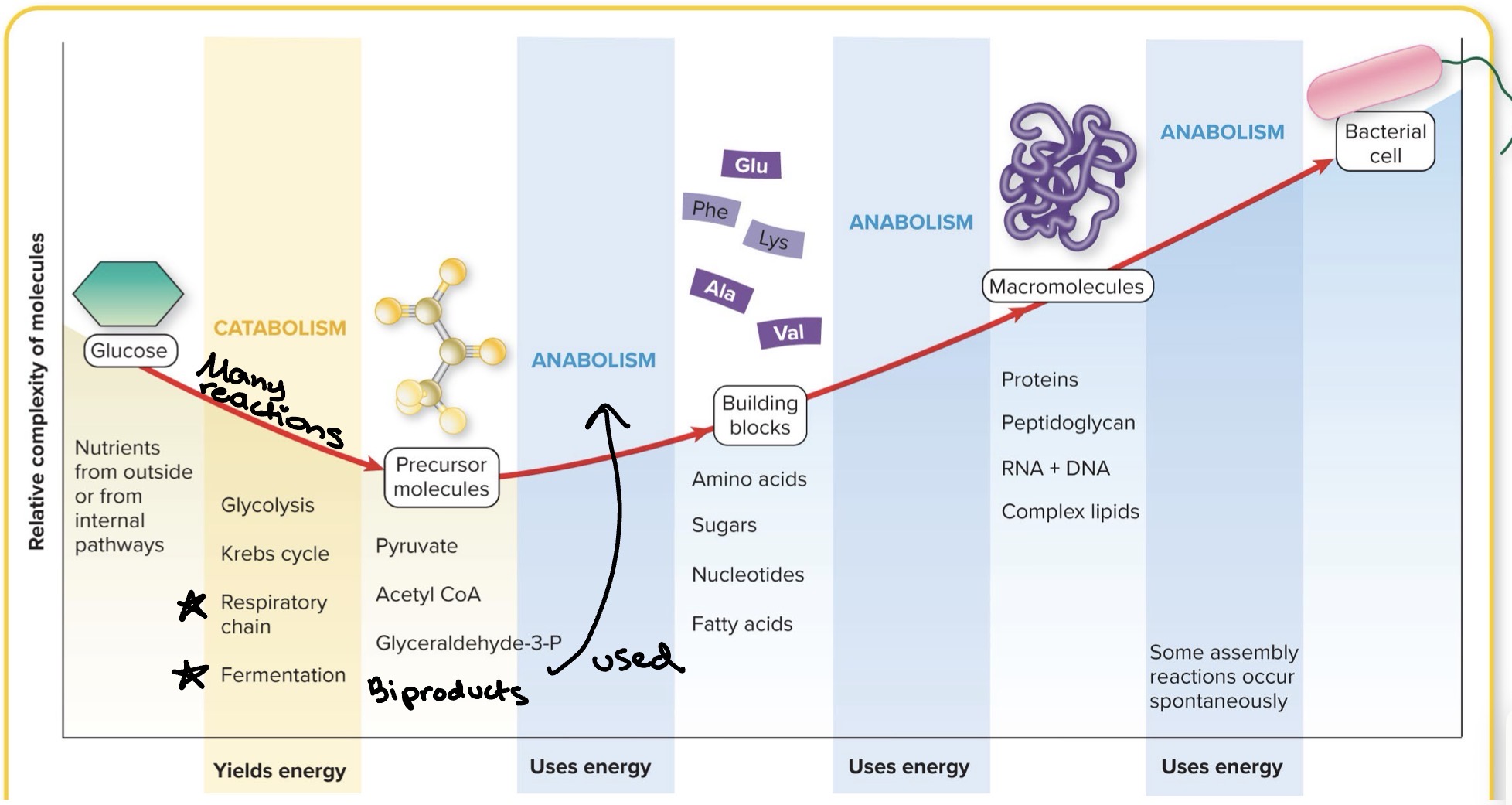<ul><li><p>Figure represents how catabolism and anabolism are linked together</p></li><li><p>1. Glucose catabolized (broken down) by respiration or fermentation (slowly)</p><ul><li><p>Glycolysis &amp; Krebs Cycle are processes that help break down</p></li></ul></li><li><p>2. Precursor molecules are biproducts </p></li><li><p>3. Biproducts are used in anabolism (synthesis)</p></li><li><p>**So, biproducts of catabolism are used for anabolism**</p></li></ul><p></p>