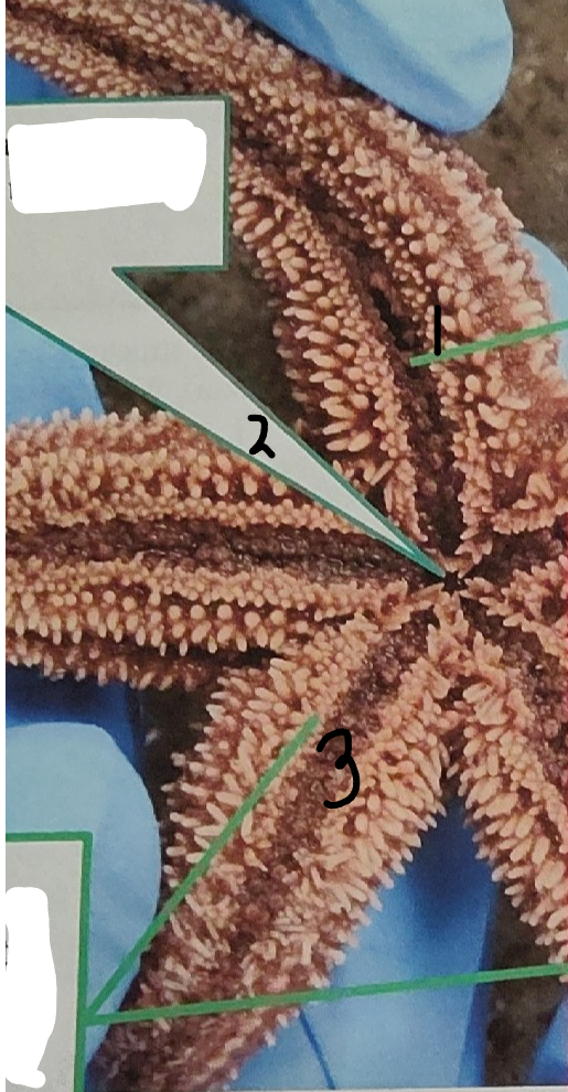 <p>point 3 on this sea star</p>