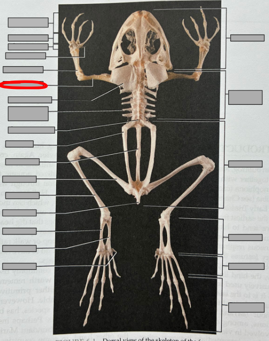 <p>What part of the organism is this?</p>