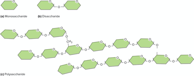 <p>Monosaccharides (single sugars), Disaccharides (double sugars), and Polysaccharides (complex carbohydrates)</p>