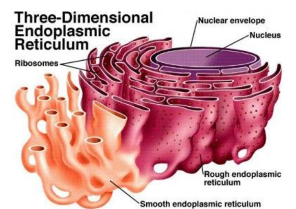 <p>Two types of ER membranes (viewed through electron microscope) </p><ol><li><p>Rough ER = studded with ribosomes → rough → produces &amp; process proteins</p><ol><li><p>Closer to nucleus </p></li></ol></li><li><p>Smooth ER = NO ribosomes → smooth → produces lipids, steroids, &amp; detoxifies drugs </p><ol><li><p>Peripheral (outer) regions of cell </p></li></ol></li></ol><p></p>