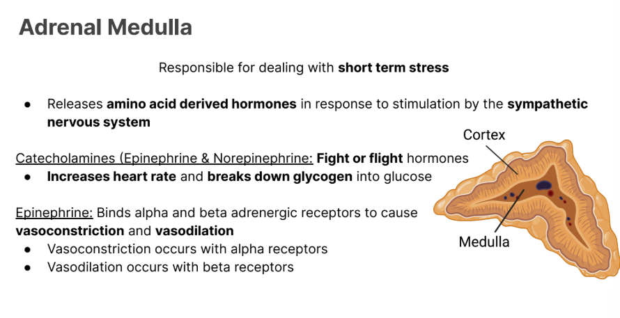 <p><strong>Epinephrine</strong>: Binds alpha and beta adrenergic receptors to cause <strong>vasoconstriction </strong>and <strong>vasodilation</strong></p><ul><li><p><strong>Vasoconstriction </strong>occurs with alpha receptors</p></li><li><p><strong>Vasodilation </strong>occurs with beta receptors</p></li></ul><p></p>