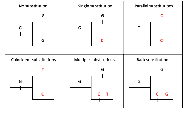 <table style="min-width: 100px;"><colgroup><col style="min-width: 25px;"><col style="min-width: 25px;"><col style="min-width: 25px;"><col style="min-width: 25px;"></colgroup><tbody><tr><th colspan="1" rowspan="1"><p>Substitution Type</p></th><th colspan="1" rowspan="1"><p>What Happens</p></th><th colspan="1" rowspan="1"><p>Example in Diagram</p></th><th colspan="1" rowspan="1"><p>Key Idea</p></th></tr><tr><td colspan="1" rowspan="1"><p><strong>No substitution</strong></p></td><td colspan="1" rowspan="1"><p>The nucleotide stays the same throughout evolution.</p></td><td colspan="1" rowspan="1"><p>G → G → G</p></td><td colspan="1" rowspan="1"><p>No mutation occurs.</p></td></tr><tr><td colspan="1" rowspan="1"><p><strong>Single substitution</strong></p></td><td colspan="1" rowspan="1"><p>One mutation happens on one branch of the tree.</p></td><td colspan="1" rowspan="1"><p>G → C in one lineage</p></td><td colspan="1" rowspan="1"><p>Only one evolutionary change.</p></td></tr><tr><td colspan="1" rowspan="1"><p><strong>Parallel substitutions</strong></p></td><td colspan="1" rowspan="1"><p>The same mutation occurs independently in two separate lineages.</p></td><td colspan="1" rowspan="1"><p>G → C and G → C</p></td><td colspan="1" rowspan="1"><p>Example of <strong>convergent homoplasy</strong>.</p></td></tr><tr><td colspan="1" rowspan="1"><p><strong>Coincident substitutions</strong></p></td><td colspan="1" rowspan="1"><p>Different mutations occur at the same site in different branches.</p></td><td colspan="1" rowspan="1"><p>G → T and G → C</p></td><td colspan="1" rowspan="1"><p>Multiple independent mutations.</p></td></tr><tr><td colspan="1" rowspan="1"><p><strong>Multiple substitutions</strong></p></td><td colspan="1" rowspan="1"><p>Several mutations occur sequentially along the same lineage.</p></td><td colspan="1" rowspan="1"><p>G → C → T</p></td><td colspan="1" rowspan="1"><p>A site mutates more than once over time.</p></td></tr><tr><td colspan="1" rowspan="1"><p><strong>Back substitution</strong></p></td><td colspan="1" rowspan="1"><p>A mutation occurs and later changes back to the original base.</p></td><td colspan="1" rowspan="1"><p>G → C → G</p></td><td colspan="1" rowspan="1"><p>Example of <strong>evolutionary reversal (homoplasy)</strong>.</p></td></tr></tbody></table><p></p>