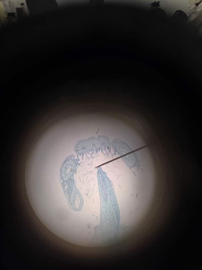 <ol><li><p>what is the phylum?</p></li><li><p>is this an archegonium or an antheridium?</p></li><li><p>what is the ploidy of the structure?</p></li></ol><p></p>