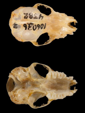 <p>Myotis grisescens</p>