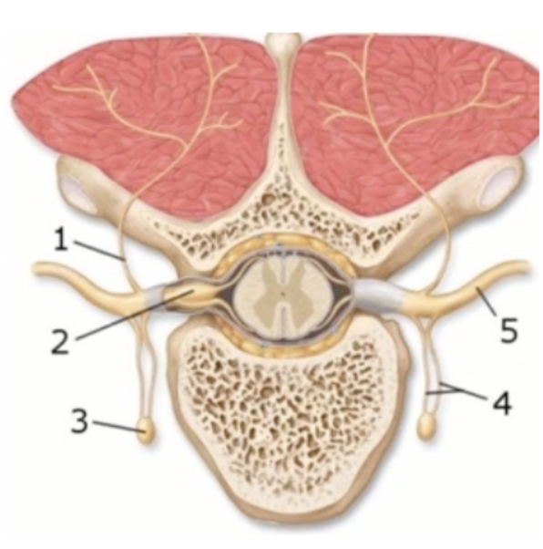 <p><span style="background-color: transparent; font-family: "Times New Roman", serif;"><strong>This figure demonstrates the branches of the spinal nerve. What structure(s) does number 4 indicate?</strong></span></p><p><span style="background-color: transparent; font-family: "Times New Roman", serif;">Dorsal ramus </span></p><p><span style="background-color: transparent; font-family: "Times New Roman", serif;">Dorsal root ganglion</span></p><p><span style="background-color: transparent; font-family: "Times New Roman", serif;"> Rami communicans</span></p><p><span style="background-color: transparent; font-family: "Times New Roman", serif;"> Sympathetic trunk ganglion </span></p><p><span style="background-color: transparent; font-family: "Times New Roman", serif;">Ventral ramus</span></p>