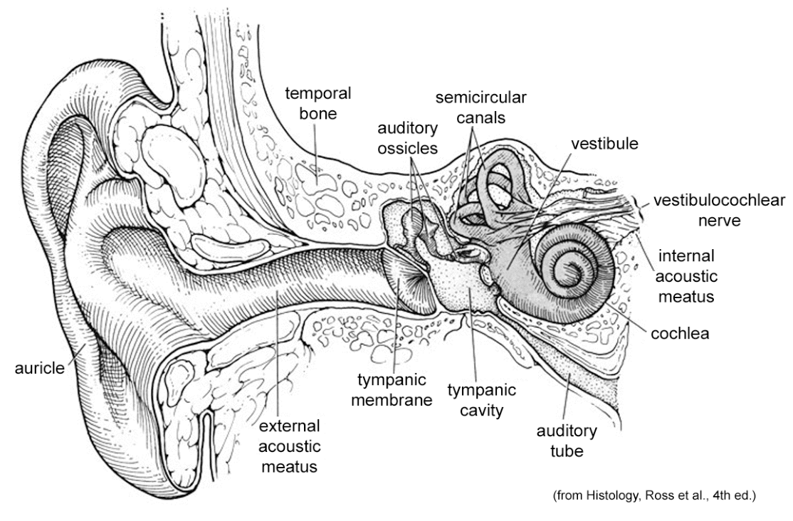 <ul><li><p>auricle (pinna) </p></li><li><p>external acoustic meatus </p></li></ul><p></p>