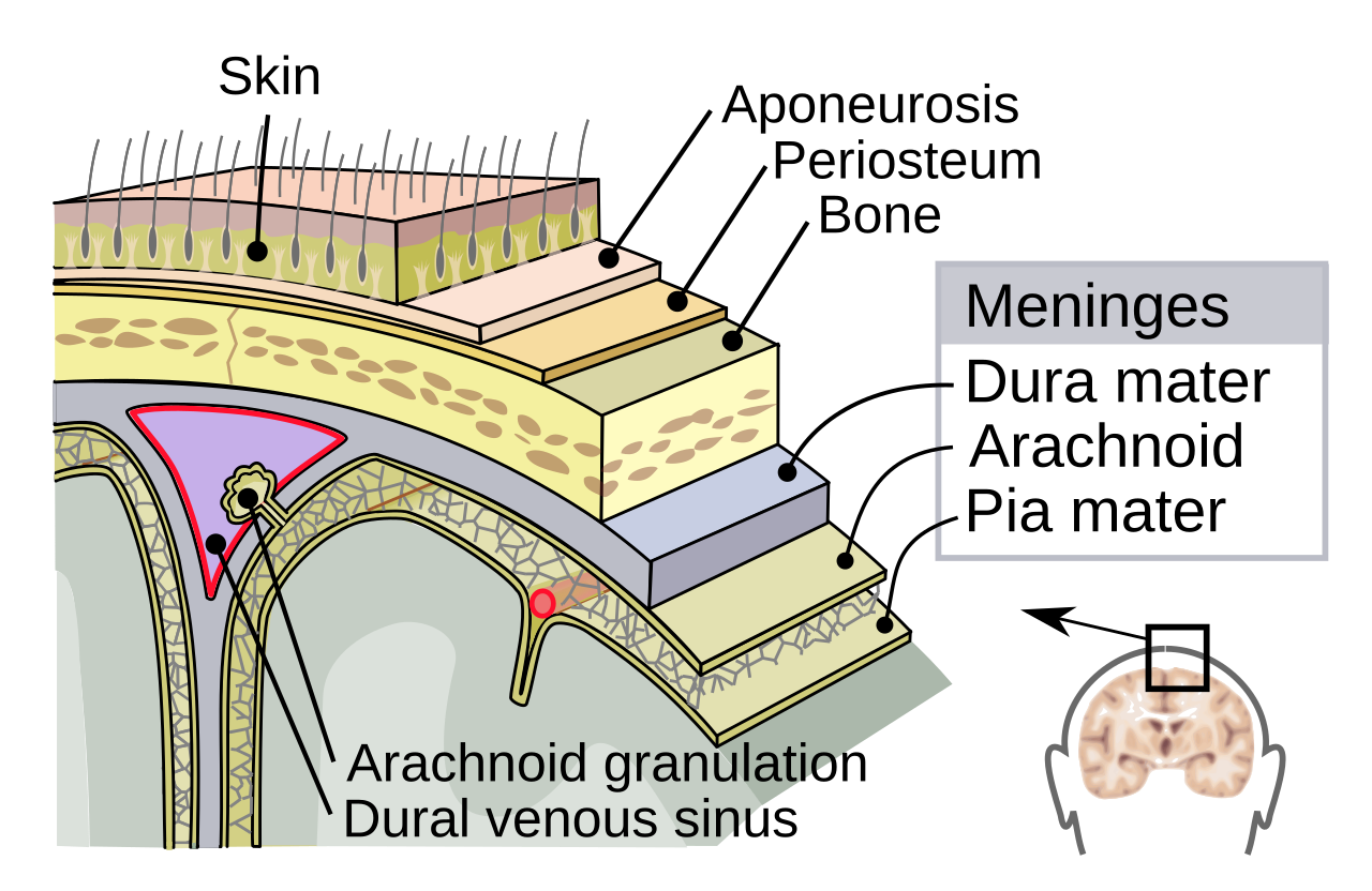 <p>Dura Mater </p>