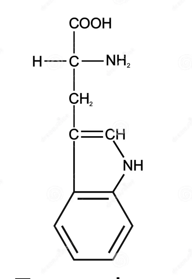 <p>what amino acid</p>