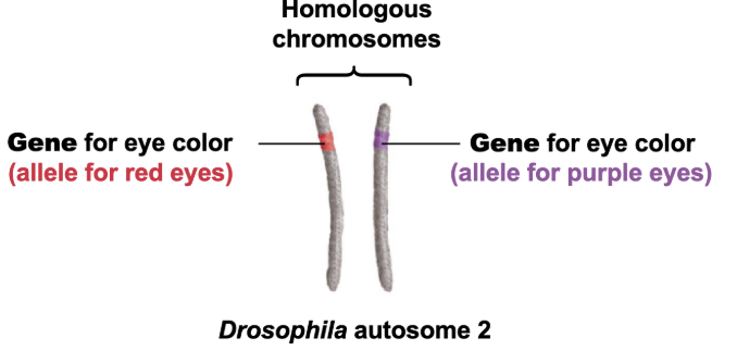 <p>a section of DNA that influences one or more hereditary traits</p><p>Different versions of specific genes are called <strong>alleles</strong></p><p>Homologs may contain different <strong>alleles</strong></p>