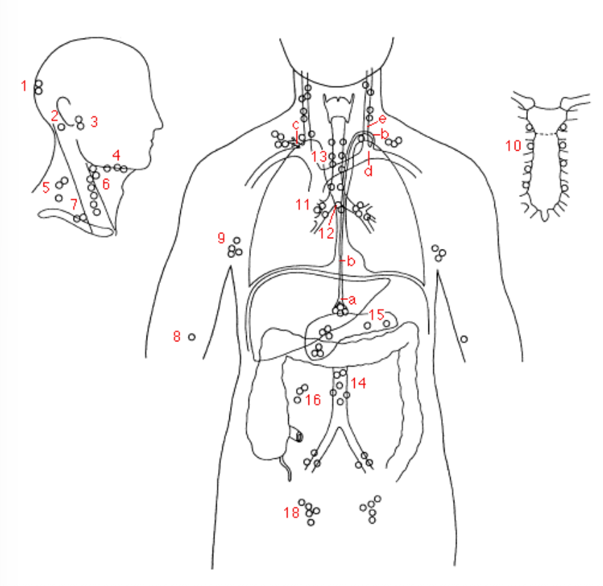 <p>Ganglions lymphatiques</p>