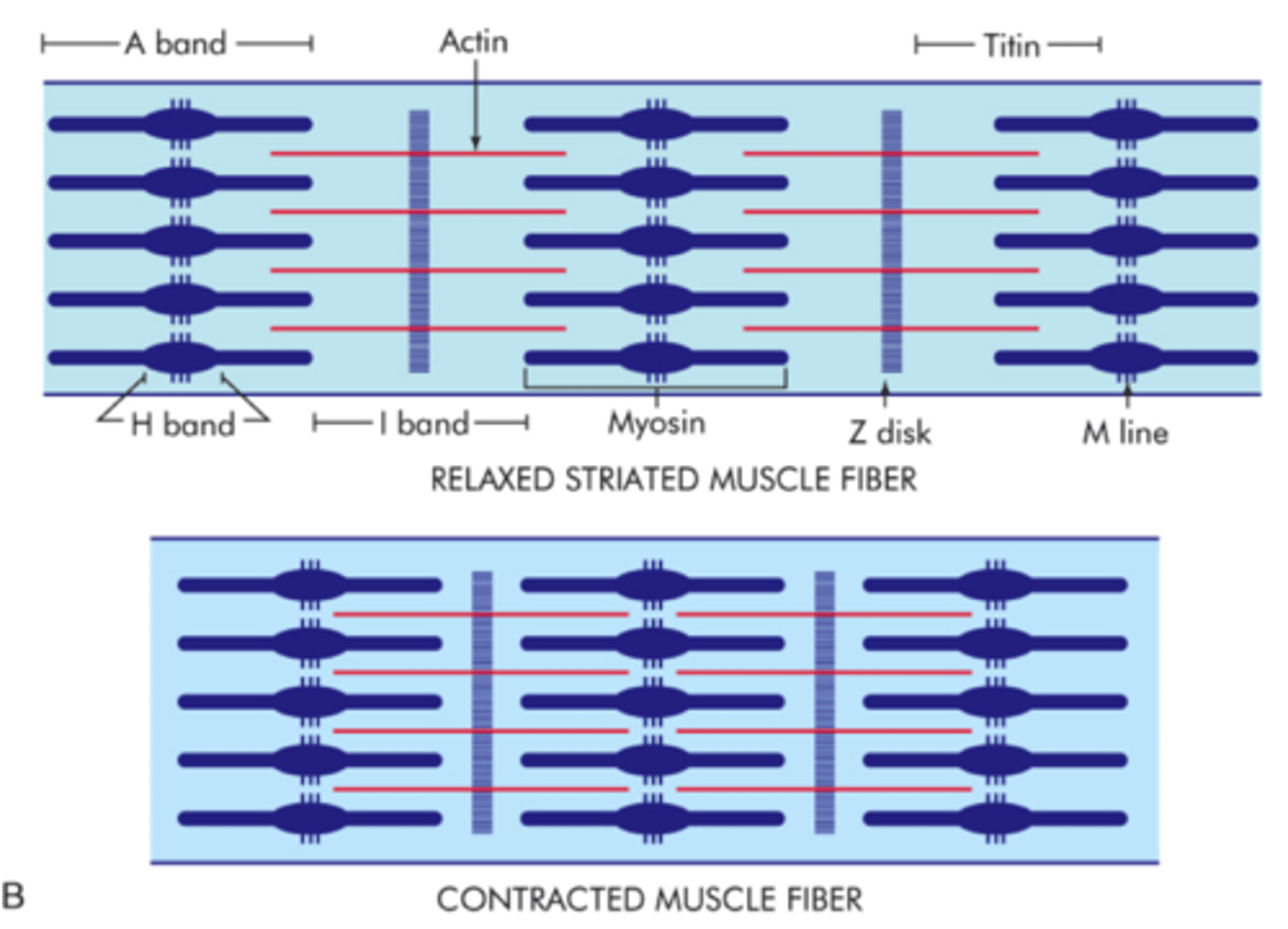 <p>Myosin cross bridges pull actin and shorten sarcomere.</p>