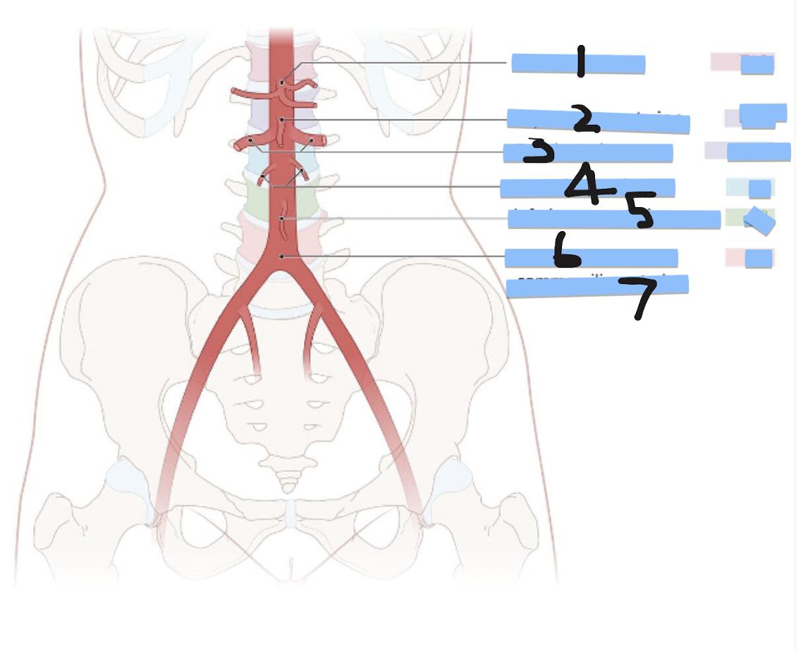 <p>Label structures 1-7 and corresponding regions</p>