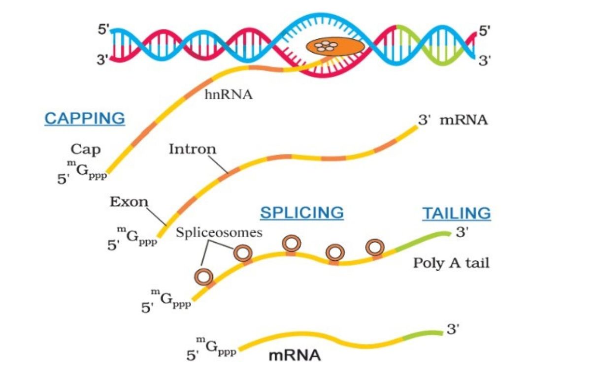 <p>Base sequences that are transcribed but edited out of the mRNA during post-transcriptional modification. They are sections of mRNA usually between 20 and 200 nucleotides long. </p>