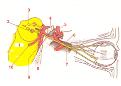 <p>OCULOMOTOR:</p><p>What is 10?</p>