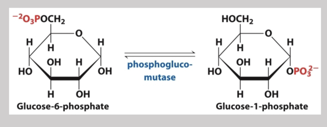 <p>The breakdown of cellular glycogen beginning with glucose-6-phosphate and then broken down into glucose-1-phosphate via phosphoglutomase </p>