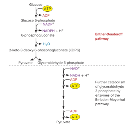 <p>glucose → gluconate (making NADPH, using 1 ATP) → pyruvate and GAP</p><p>gap → pyruvate (making 2 ATP)</p><p><strong>makes NADPH, NADH, net 1 ATP</strong></p><p>only seen in prokaryotes</p><p>some organisms rely only on ED</p>