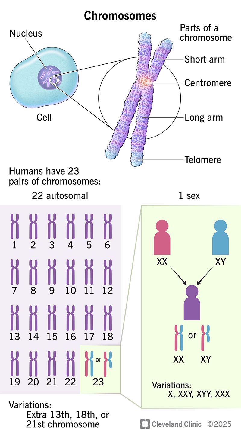 <p>Rod-shaped structures responsible for inherited characteristics passed on from parent to child</p>