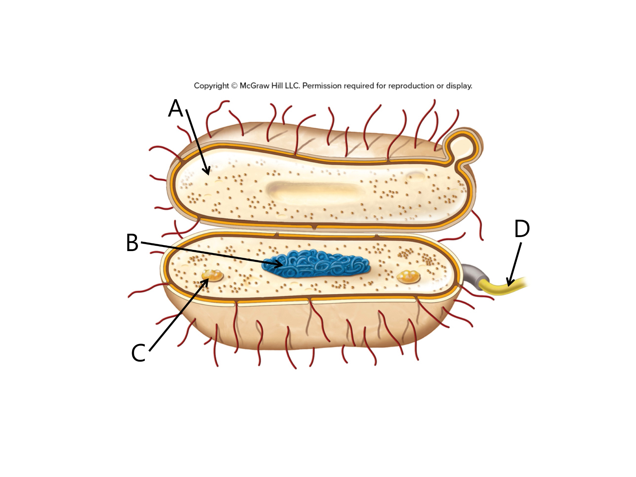<p>In this image of a typical bacterial cell, the letter A indicates the…</p>