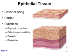 <p>- lining/covering</p><p>- absorption and secretion</p><p>- sensation</p>