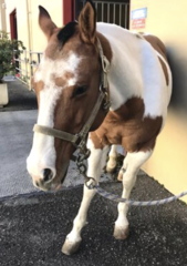 <p>What is this altered posture and why?</p>