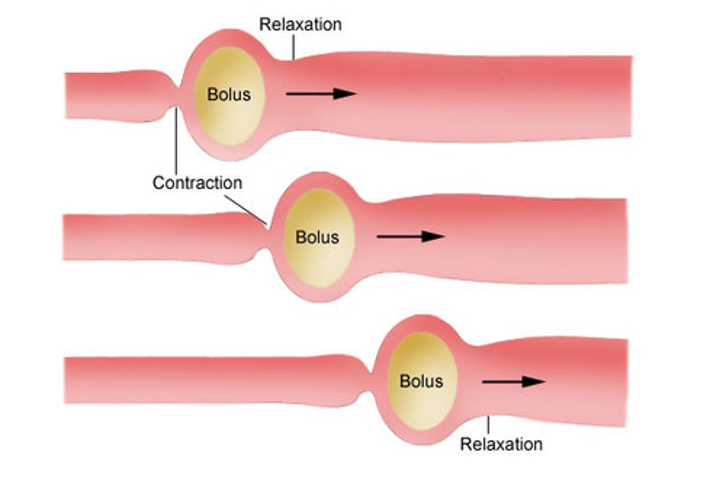 <p>a rhythmic wave-like contraction that moves food boluses</p>