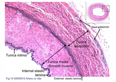 <p>This slide is stained with Verhoeff’s stain to visualise the elastic fibers, and with eosin to show the cellular structures</p>