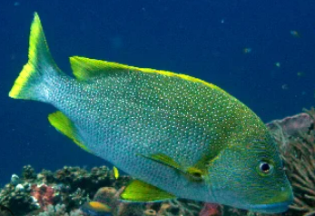 <p>Medium/ large fish, perch-shaped, continuous dorsal fin, large scales, rounded head, fairly drab</p>