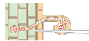 <p>the infection thread grows into the cortex of the root</p>