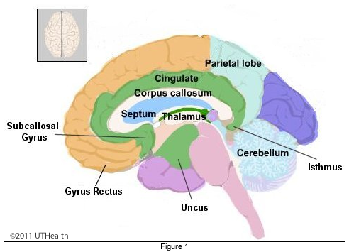 <ul><li><p><span>The isthmus is the narrow bridge of cortex in the limbic lobe</span></p></li><li><p><span>It connects the cingulate gyrus (after it wraps around the splenium) to the parahippocampal gyrus</span></p></li><li><p><span>It forms the link between the two major limbs of the limbic lobe</span></p></li></ul><p></p>