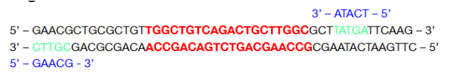 <p><span style="background-color: transparent;">Answer: D) Forward: 5’ – GAACG – 3’; Reverse: 5’ – TCATA – 3’</span></p>