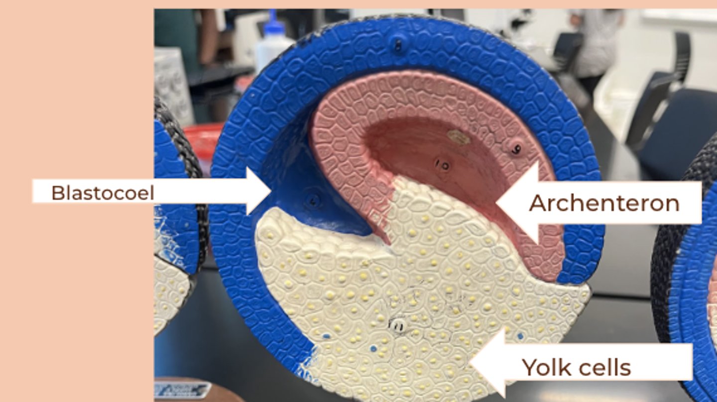 <p>• cells migrate inward</p><p>• archeteron obliterates blastocoel</p><p>• undifferentiated mesoderm arises</p>