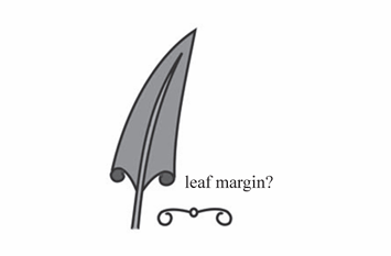 <p>A leaf margin that is rolled downward or toward the underside.</p>
