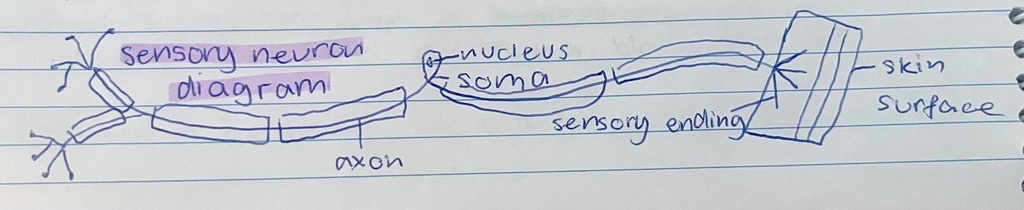 <p>or receptor/affector, specialised cells that recieve external/environmental stimuli and transmit information towards the CNS</p>