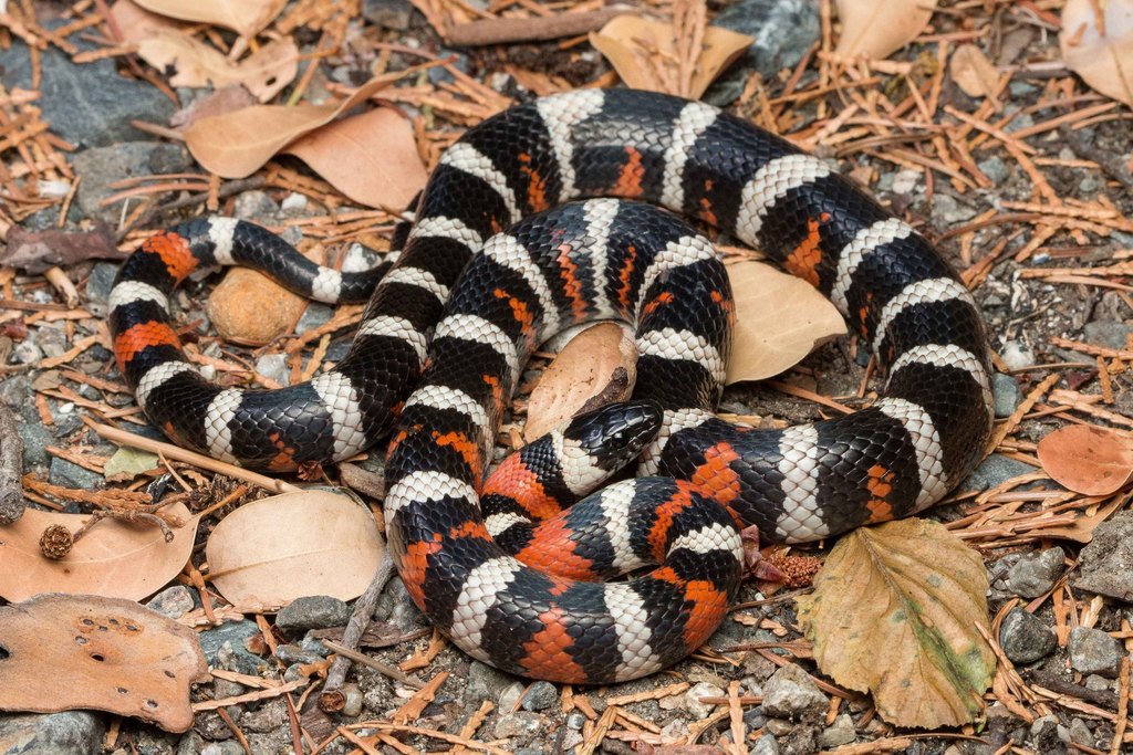 <p>Alethinophidia, Colubroidea, Colubridae<br>Lampropeltis zonata<br>Mountain kingsnake</p>